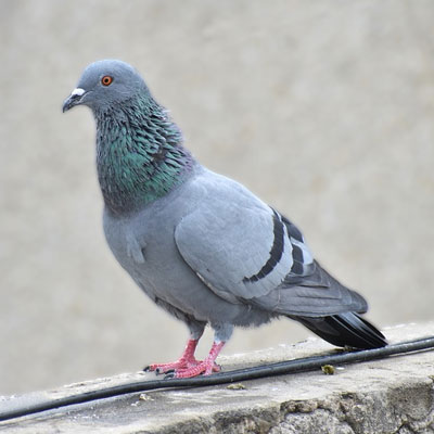 pigeon.jpg