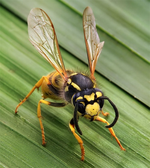 wasp.jpg